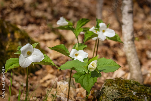 White Trillium (Trillium grandiflorum) Blooming in Spring Woodland Forest