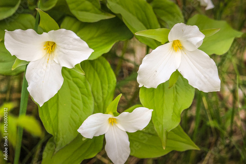 Close-up of White Trillium (Trillium grandiflorum) wildflower blooming in a woodland forest during spring.