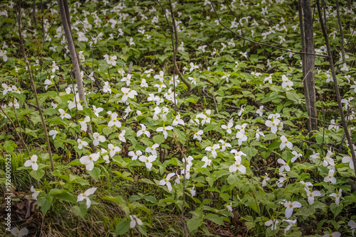White Trillium (Trillium grandiflorum) Blooming in Spring Woodland Forest