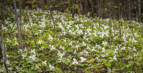 White Trillium (Trillium grandiflorum) Blooming in Spring Woodland Forest