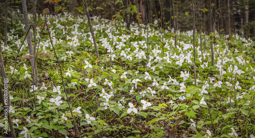 White Trillium (Trillium grandiflorum) Blooming in Spring Woodland Forest