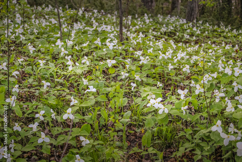 White Trillium (Trillium grandiflorum) Blooming in Spring Woodland Forest