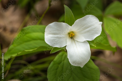 Close-up of White Trillium (Trillium grandiflorum) wildflower blooming in a woodland forest during spring.