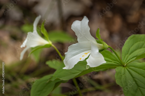 Close-up of White Trillium (Trillium grandiflorum) wildflower blooming in a woodland forest during spring.
