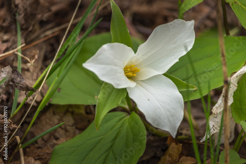 Close-up of White Trillium (Trillium grandiflorum) wildflower blooming in a woodland forest during spring.