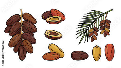 Dates Icons Set Cartoon Style Whole Sliced Varieties and Palm Branch Illustration