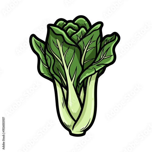 Celtuce lettuce stalk with leaves on white background