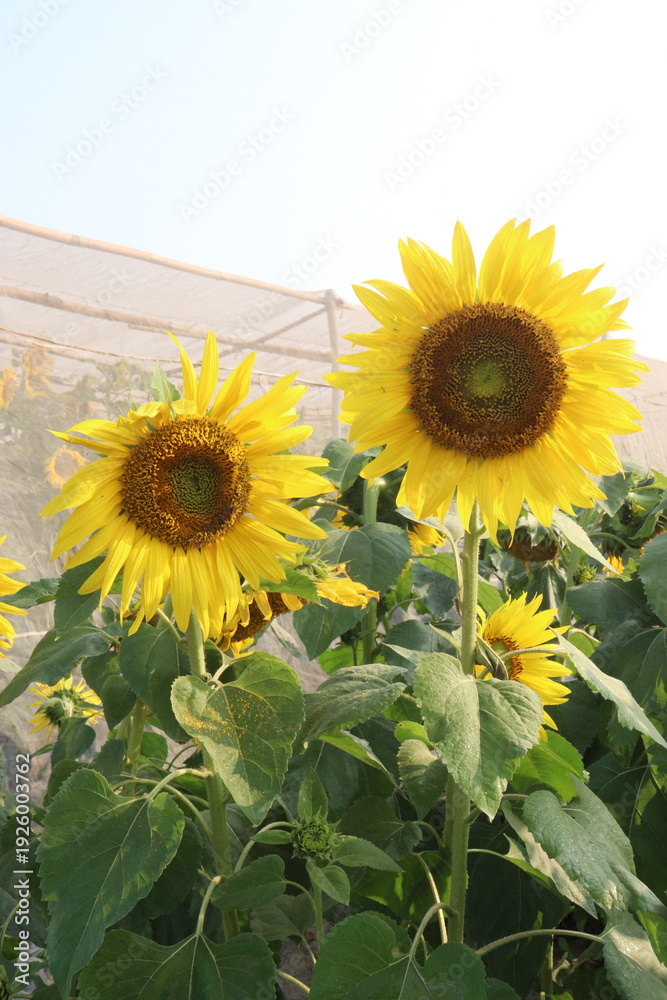 Fototapeta premium sunflower plant on farm for harvest