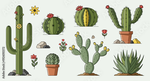 Various cacti and succulents with flowers in pots and soil on a plain background illustrating desert plants and garden decoration ideas