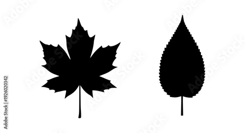 Black Silhouettes of Maple Leaf and Oval Leaf on White Background