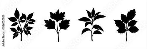 Silhouettes of various plant leaves and branches on a white background