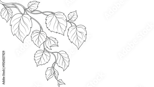 Botanical sketch of a branch with several birch leaves featuring detailed veins and serrated edges in black line art.