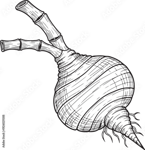 A detailed hand-drawn illustration of an exotic taro root with its leafy stems, capturing organic texture and natural form, suitable for culinary designs