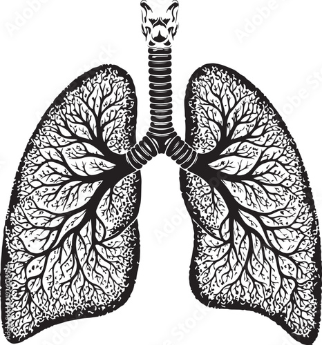 A detailed human respiratory system illustration showing lungs and trachea, perfect for medical education, biology, and healthcare-related projects