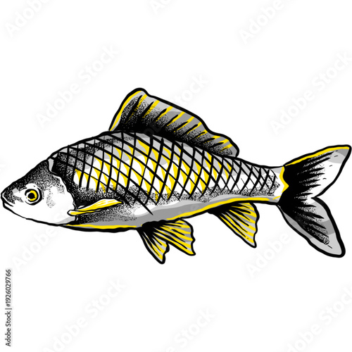 Fresh raw silver carp fish isolated on white background as a healthy seafood catch from freshwater river nature