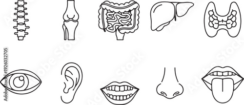 Human Anatomy Icons Set: Organs Body Parts Skeleton Joint Mouth Nose Eye Ear Liver Thyroid