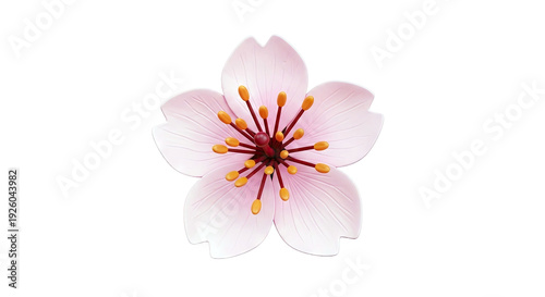 Pink Cherry Blossom Flower