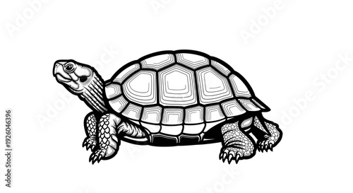 Vintage Style Black and White Tortoise Illustration isolated on White. Hand-Drawn Reptile Wildlife Animal Graphic.