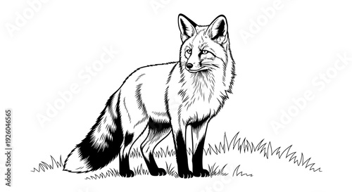 Black and white illustration of a wild fox standing in natural grass, a forest animal with a bushy tail, looking to the side.
