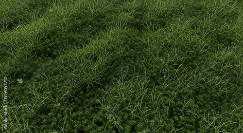 Lush Green Grass Field Texture Background Close Up.