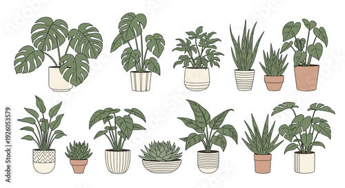 A beautiful collection of popular indoor houseplants in stylish decorative pots including monstera and snake plants for home decor.