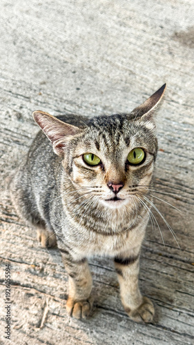 Lovely cat sitting on the floor