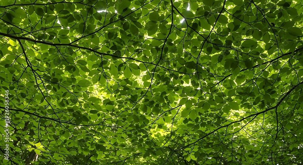 Fototapeta premium Sunlight Filtering Through Dense Green Foliage of Trees in a Forest