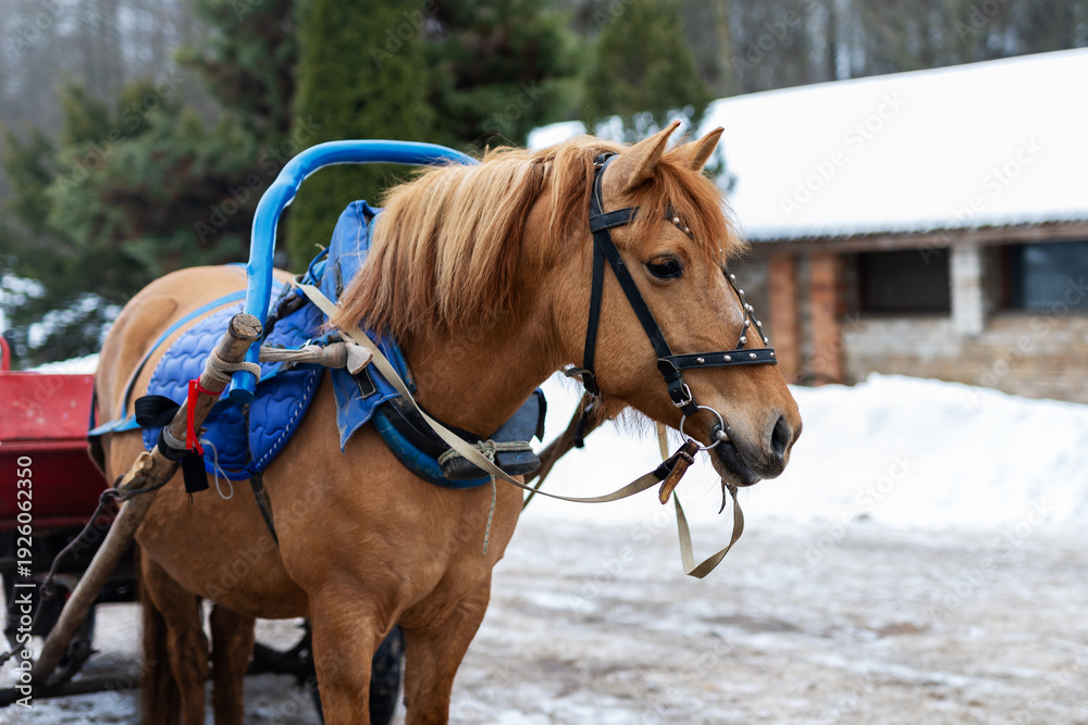 Obraz premium Serene rural setting featuring harnessed chestnut horse ready for transportation