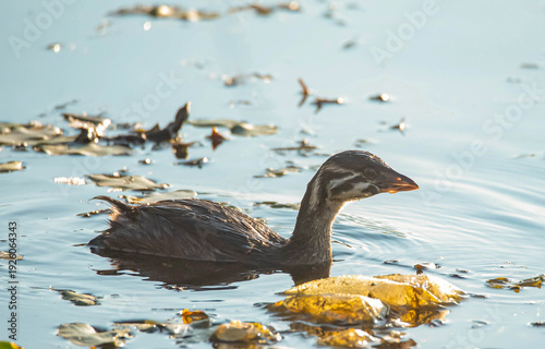 Pied-Billed Grebe swimming
