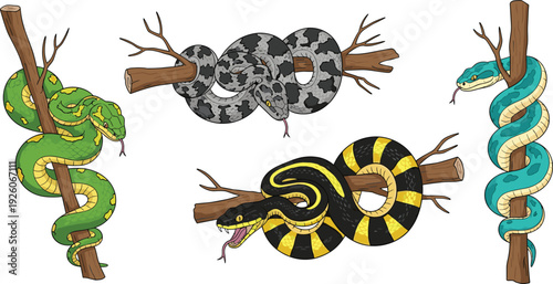 Realistic Snake Collection with Different Species Coiled on Tree Branches for Wildlife Illustration, Reptile Education and Nature Designs