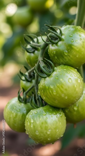 A close-up of a cluster of green tomatoes on the vine