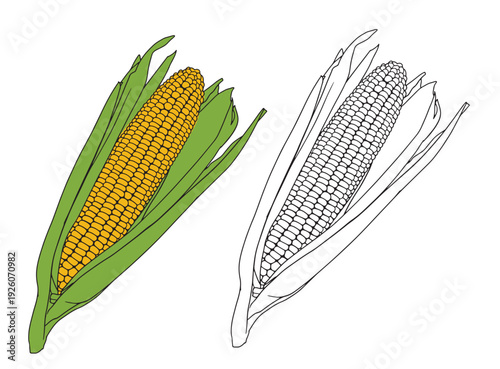 Set of color and monochrome corn, vector drawing icon.