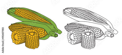 Set of color and monochrome corn, vector drawing icon.