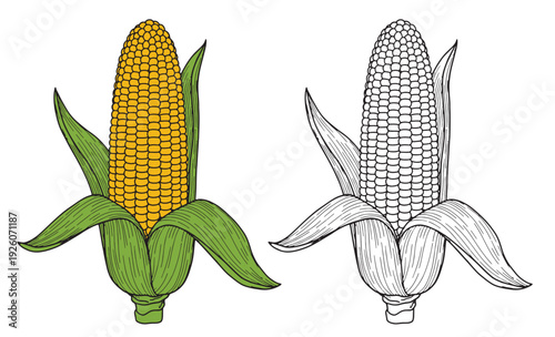 Set of color and monochrome corn, vector drawing icon.