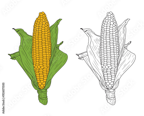 Set of color and monochrome corn, vector drawing icon.