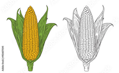 Set of color and monochrome corn, vector drawing icon.