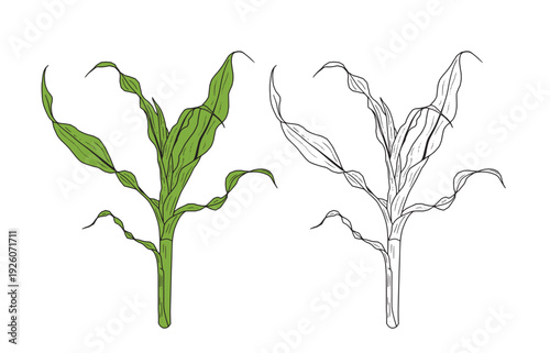Set of color and monochrome corn, vector drawing icon.