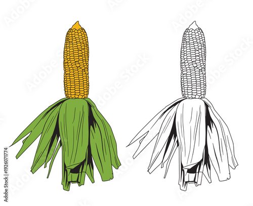 Set of color and monochrome corn, vector drawing icon.
