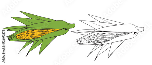 Set of color and monochrome corn, vector drawing icon.