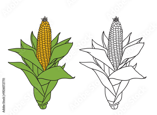 Set of color and monochrome corn, vector drawing icon.