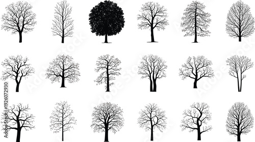 Collection of diverse deciduous tree silhouettes with bare branches and detailed crowns isolated on white background for landscape architecture vector 