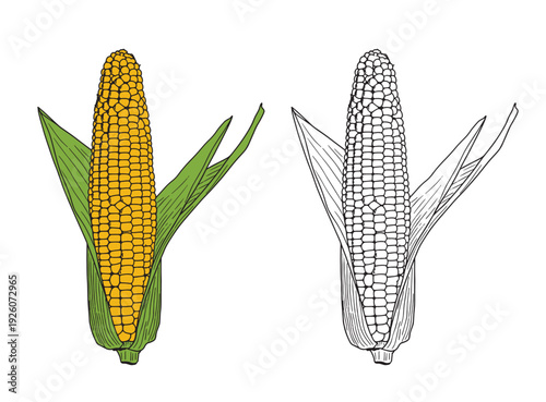 Set of color and monochrome corn, vector drawing icon.