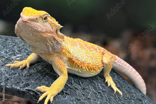 Foto Relaxed bearded dragon on rock, vivid yellow-orange-white textured scales, half-