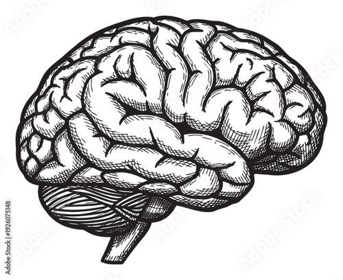 Detailed human brain anatomy diagram presented in a striking black and white woodcut style, suitable for neuroscience studies, educational presentations, and healthrelated learning materials