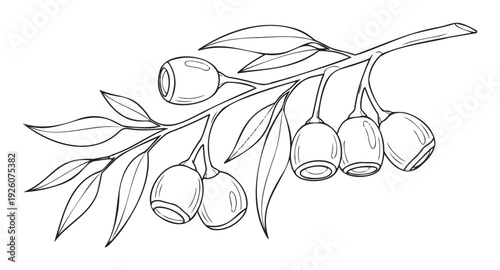 Botanical line drawing of eucalyptus gum nuts on a branch with leaves, perfect for natural history illustrations, educational materials, or coloring book pages.