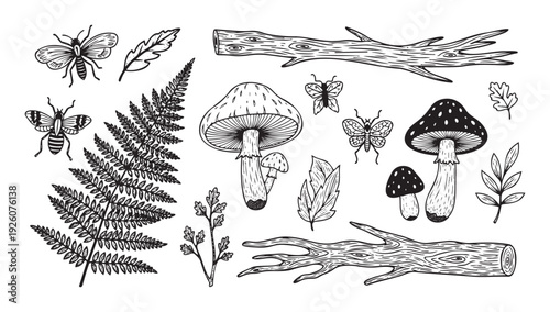 Detailed hand drawn nature illustrations showcasing forest insects mushrooms leaves ferns and wood logs perfect for ecological themes outdoor branding and rustic decor designs.