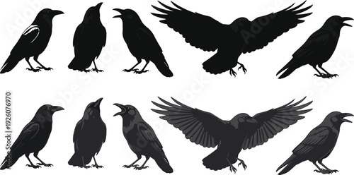 Black crow and raven bird silhouettes, dark flying and perched wildlife elements, gothic corvus nature icons, solid silhouette vector