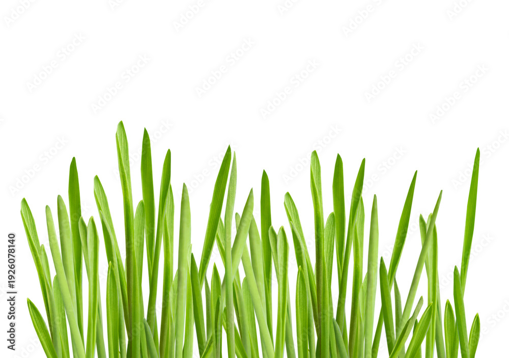 Fototapeta premium green grass close-up on white isolated background