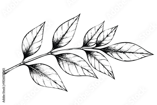 Vintage botanical engraving of a branch with narrow leaves for design and decoration. Intricate engraving art of leaves on a branch