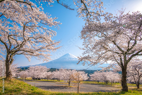 Photos Cherry blossoms frame the majestic view of Mount Fuji at Taisekiji Tozan Park Lot in Fujinomiya City, Shizuoka, Japan